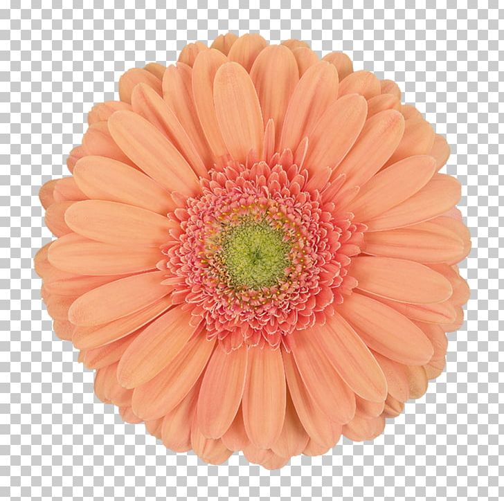 Transvaal Daisy Stock Photography PNG, Clipart, Asterales, Chrysanthemum, Chrysanths, Common Daisy, Cut Flowers Free PNG Download
