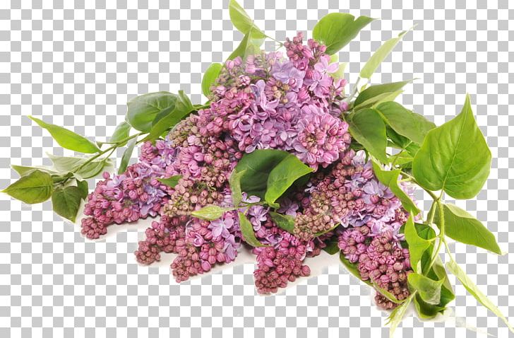 Tree Lilac Fototapeta Seedling Paper PNG, Clipart, Branch, Fototapet, Fototapeta, Installation Art, Leaf Free PNG Download