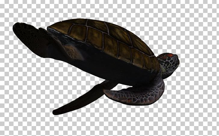 Box Turtles Green Sea Turtle PNG, Clipart, 3d Computer Graphics, Animal, Animals, Aquatic Animal, Box Turtle Free PNG Download