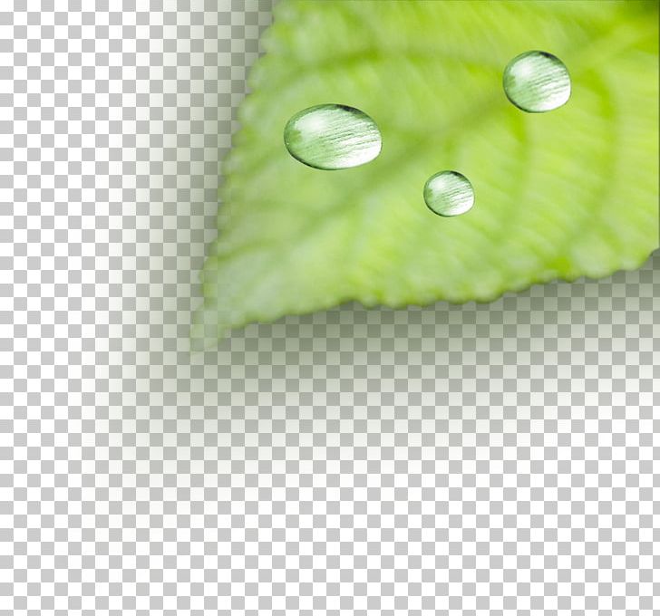 Dew Drop PNG, Clipart, Adobe Illustrator, Autumn Leaves, Banana Leaves, Download, Drops Free PNG Download