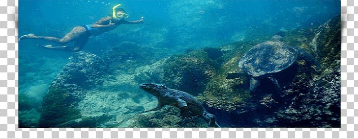 Loggerhead Sea Turtle Coral Reef Underwater PNG, Clipart, Aquanaut, Biology, Coral, Coral Reef, Divemaster Free PNG Download