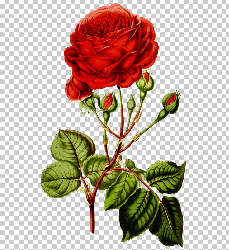 Rose Flower Paper PNG, Clipart, Botany, Bourbon Rose, Cut Flowers, Decoupage, Floral Design Free PNG Download