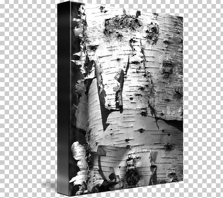 Trunk Wood Douchegordijn Photography PNG, Clipart, Bark, Birch, Birch Bark, Black And White, Curtain Free PNG Download