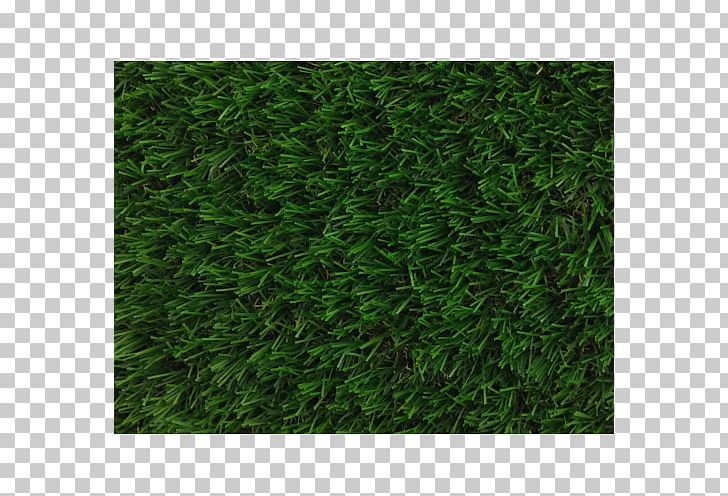 Artificial Turf Lawn Garden Carpet Patio PNG, Clipart, Artificial Grass, Artificial Turf, Carpet, Evergreen, Furniture Free PNG Download