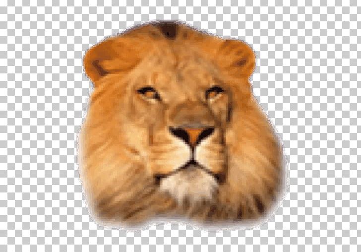 Big Cat Leopard African Lion Desktop PNG, Clipart, African Lion, Animal, Animals, Big Cat, Big Cats Free PNG Download