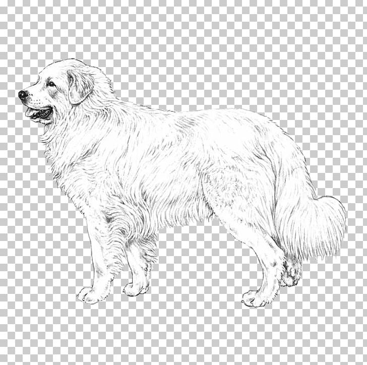 Dog Breed Great Pyrenees Maremma Sheepdog Polish Tatra Sheepdog Slovak Cuvac PNG, Clipart, Artwork, Black, Black And White, Breed, Carnivoran Free PNG Download