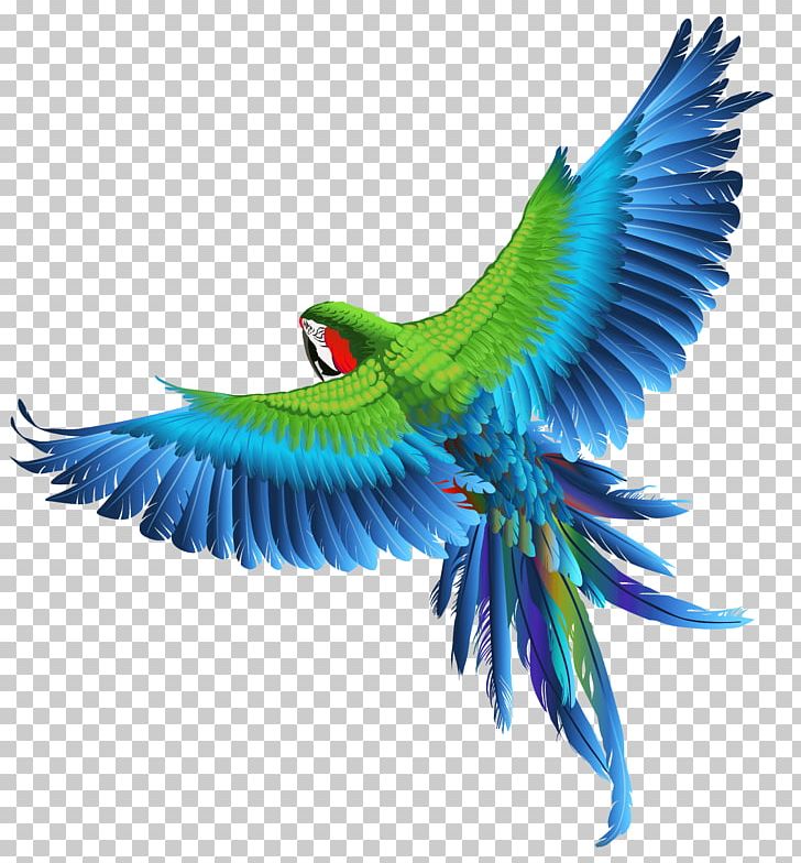 Parrot Bird Macaw PNG, Clipart, Beak, Bird, Birds, Budgerigar, Clipart Free PNG Download