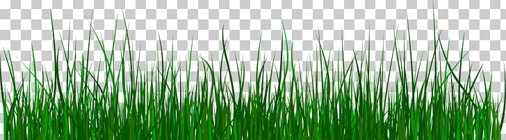 Green Grass PNG, Clipart, Background Green, Chrysopogon Zizanioides, Computer, Computer Wallpaper, Decorative Free PNG Download