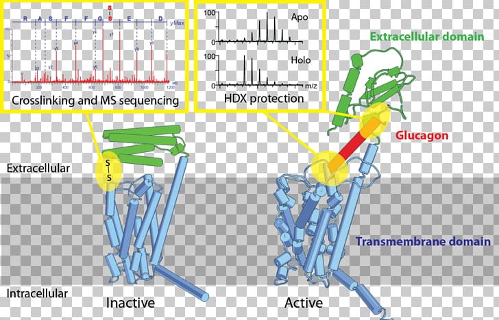 G Protein-coupled Receptor Glucagon Receptor Ligand PNG, Clipart, Binding Site, Chemical Bond, Conformational Isomerism, Dnabinding Domain, Glucagon Free PNG Download