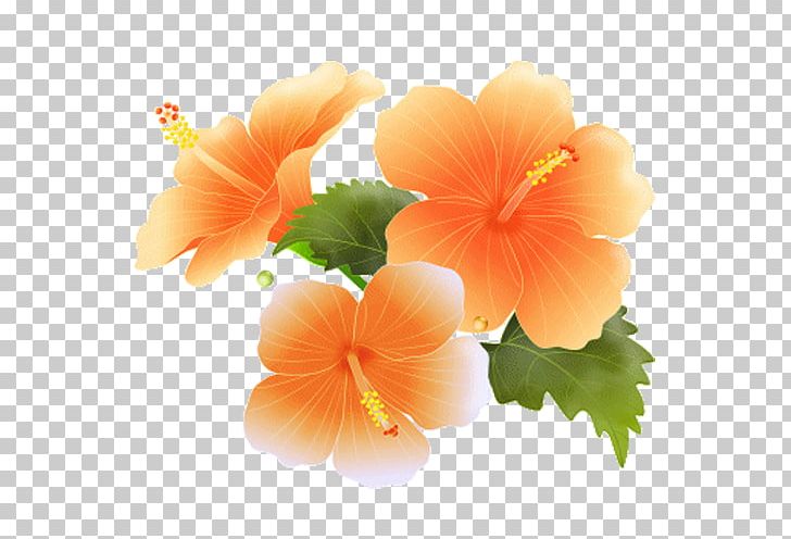 Shoeblackplant PNG, Clipart, Chinese Hibiscus, Computer Network, Download, Drawing, Flower Free PNG Download