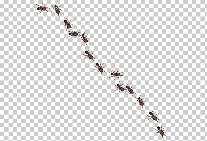 Ant PNG, Clipart, Ant, Ant Clipart, Art, Banded Sugar Ant, Black Garden Ant Free PNG Download
