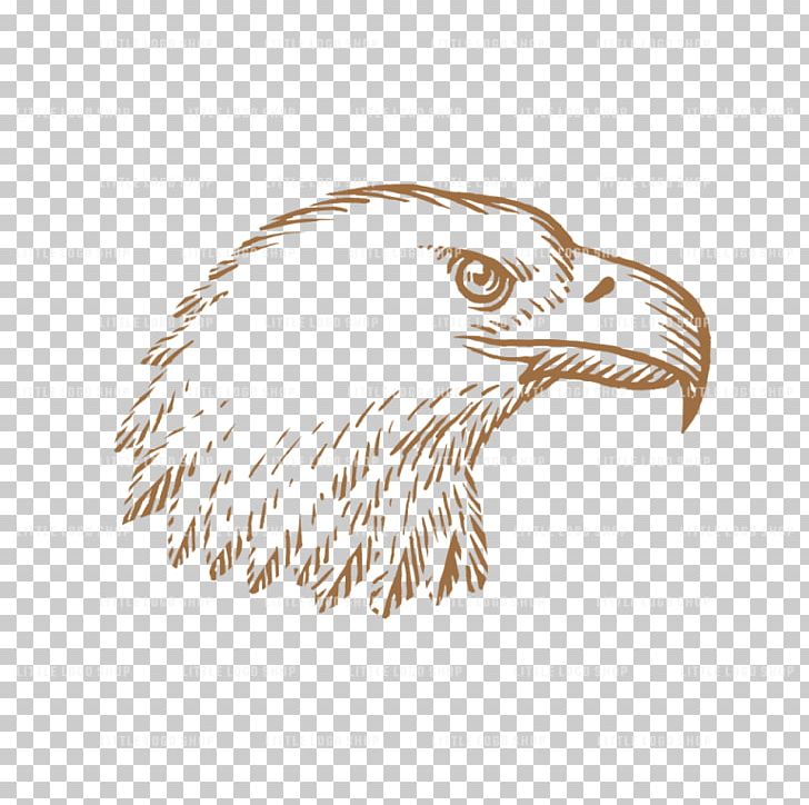 Bald Eagle Drawing Beak /m/02csf PNG, Clipart, Accipitriformes, Animals, Bald Eagle, Beak, Bird Free PNG Download