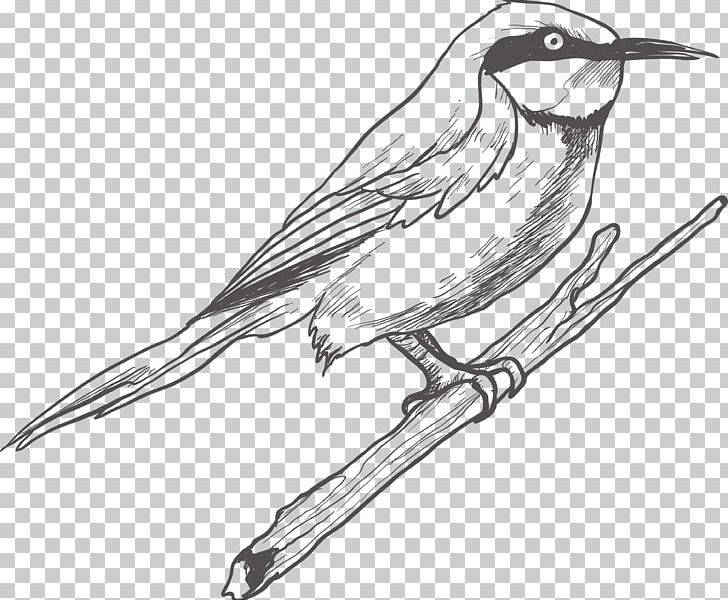 Bird Drawing Sketch PNG, Clipart, Animals, Art, Beak, Bird, Bird Cage Free PNG Download