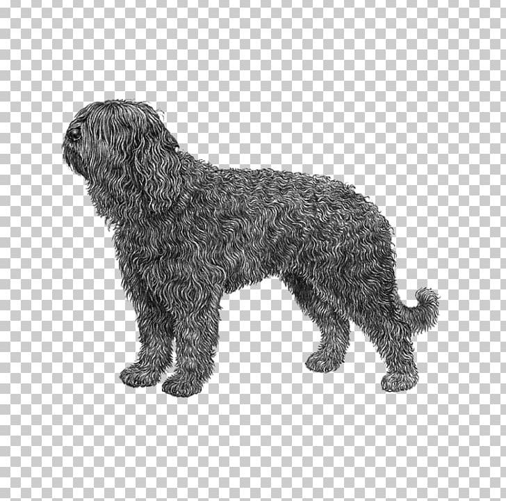 Barbet Schnoodle Wirehaired Pointing Griffon Portuguese Water Dog Spanish Water Dog PNG, Clipart, Affenpinscher, Animal Figure, Barbet, Breed, Carnivoran Free PNG Download
