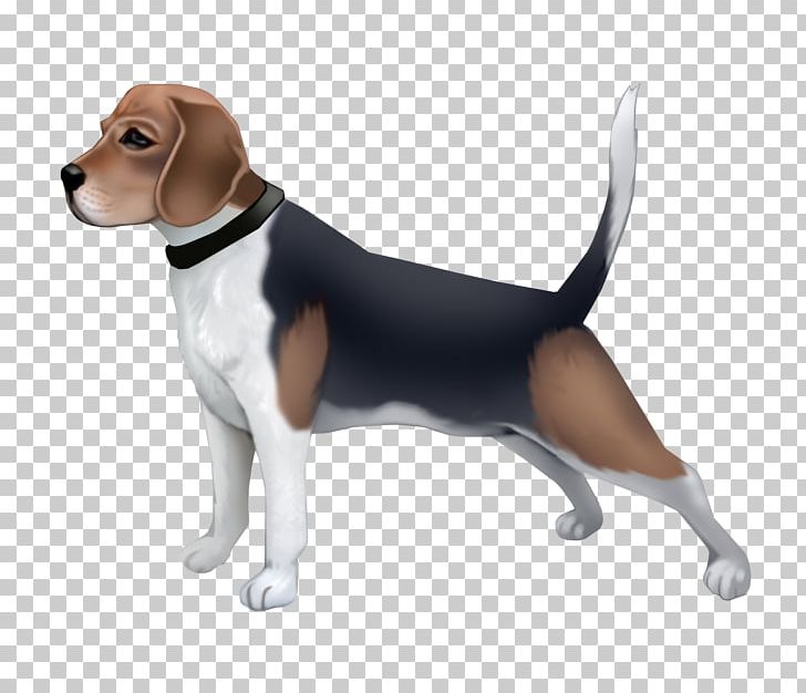 Beagle-Harrier English Foxhound Beagle-Harrier American Foxhound PNG, Clipart, America, Animals, Animated, Beagle, Beagleharrier Free PNG Download