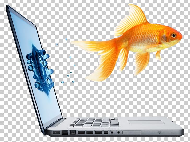 Fantail Stock Photography Computer PNG, Clipart, Apple Laptop, Apple Laptops, Blue, Bony Fish, Computer Monitor Free PNG Download