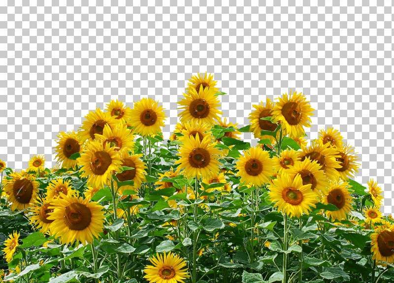 Common Sunflower Sunflower Seed Sunflower Oil Seed Daisy Family PNG, Clipart, Agriculture, Annual Plant, Common Sunflower, Daisy Family, Field Free PNG Download