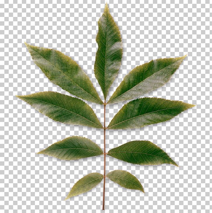 Leaf Carya Cordiformis Pinnation Plant Deciduous PNG, Clipart, American Sweetgum, Broadleaved Tree, Carya Cordiformis, Deciduous, Evergreen Free PNG Download