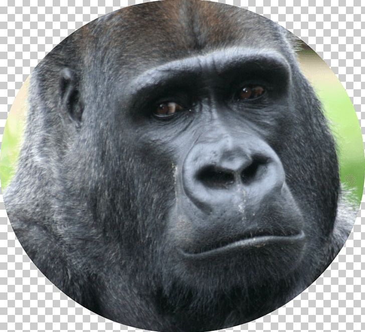 Primate Ape Western Lowland Gorilla Mountain Gorilla Animal PNG, Clipart, Animal, Ape, Babec, Baby Gorillas, Cross River Gorilla Free PNG Download