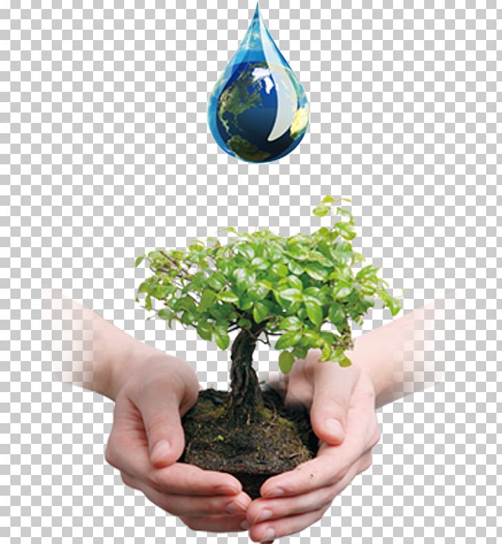 Tree Bonsai Business Company Waste Oil PNG, Clipart, Drop, Earth, Flowerpot, Gold, Goldfilled Jewelry Free PNG Download
