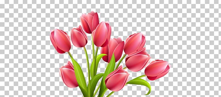 Tulip Flower Rose PNG, Clipart, Carnation, Cut Flowers, Desktop Wallpaper, Flower, Flowers Free PNG Download