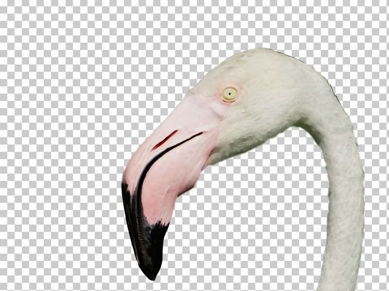Flamingo PNG, Clipart, Beak, Flamingo, Paint, Watercolor, Wet Ink Free PNG Download