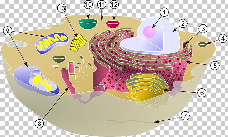 Cell Nucleus Biology Organelle Eukaryote PNG, Clipart, Animal Cell, Biological Membrane, Biology, Cell, Cell Membrane Free PNG Download
