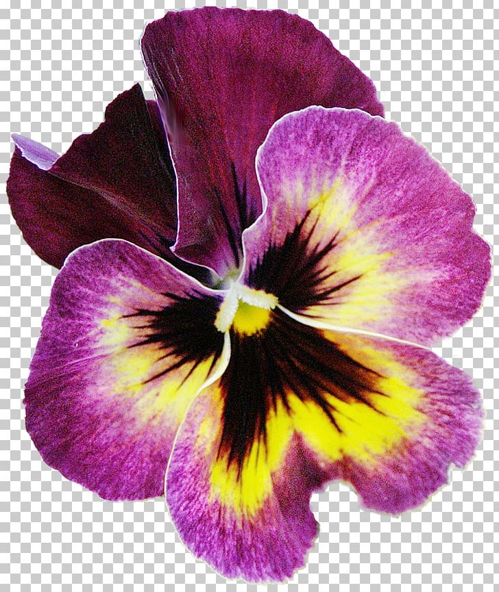 Pansy Flower Mother Petal Garden Roses PNG, Clipart, Child, Flower, Flower Bouquet, Flowering Plant, Information Free PNG Download