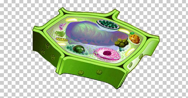 Plant Cell Cèl·lula Eucariota Cèl·lula Animal Eukaryote PNG, Clipart, Animal, Biology, Cell, Cell Nucleus, Cell Wall Free PNG Download