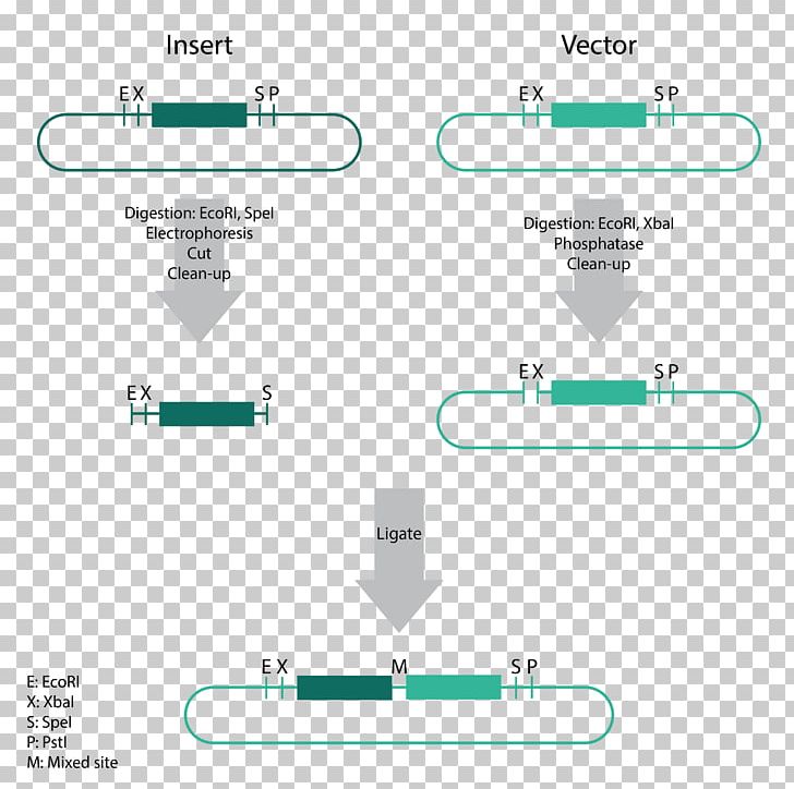 Sticky And Blunt Ends The Polymerase Chain Reaction DNA Polymerase PNG, Clipart, Angle, Area, Cebitec, Cloning, Diagram Free PNG Download