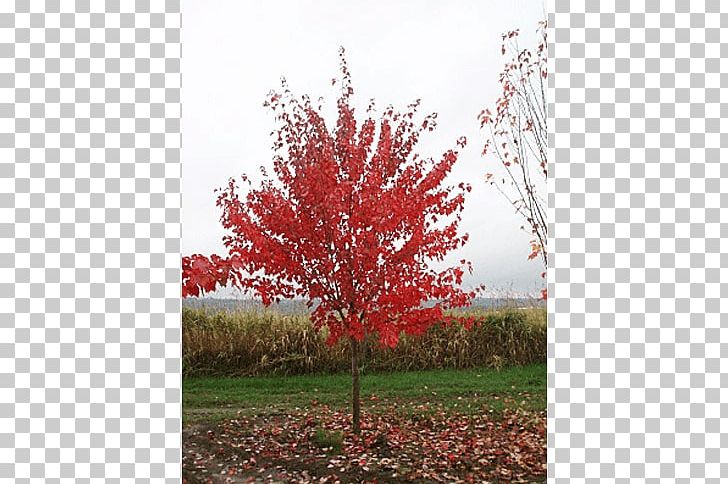 Sugar Maple Shade Tree Shrub Deciduous PNG, Clipart, Autumn, Autumn Leaf Color, Branch, Deciduous, Leaf Free PNG Download