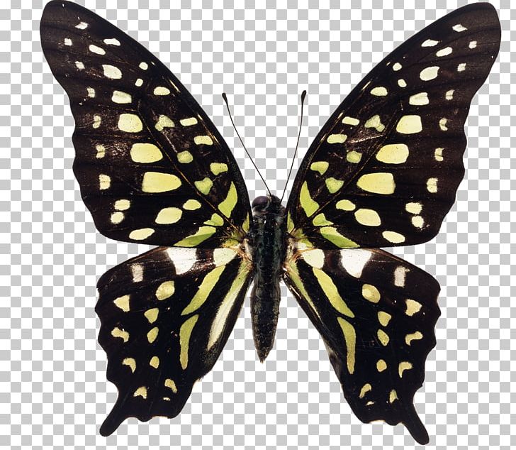Swallowtail Butterfly Graphium Agamemnon Insect Graphium Macfarlanei PNG, Clipart, Arthropod, Birdwing, Brush Footed Butterfly, But, Butterflies And Moths Free PNG Download