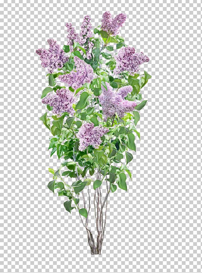 Lavender PNG, Clipart, Bouquet, Buddleia, Cut Flowers, Flower, Lavender Free PNG Download