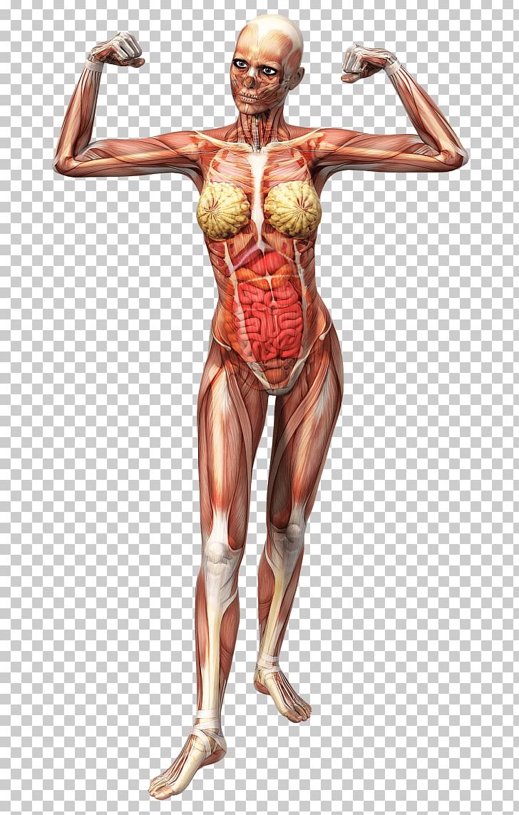 Anatomy Human Body Human Skeleton Fascia T-shirt PNG, Clipart, Abdomen, Arm, Bodybuilder, Bodybuilding, Bone Free PNG Download