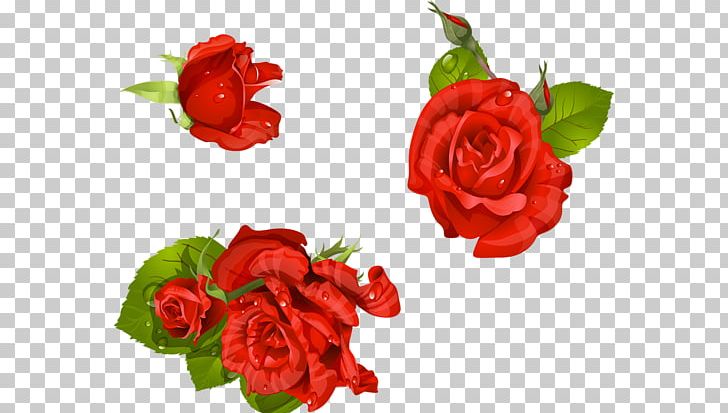 Garden Roses Floribunda Centifolia Roses Cut Flowers PNG, Clipart, Albom, Artificial Flower, Centifolia Roses, Cicek Resimleri, Cut Flowers Free PNG Download