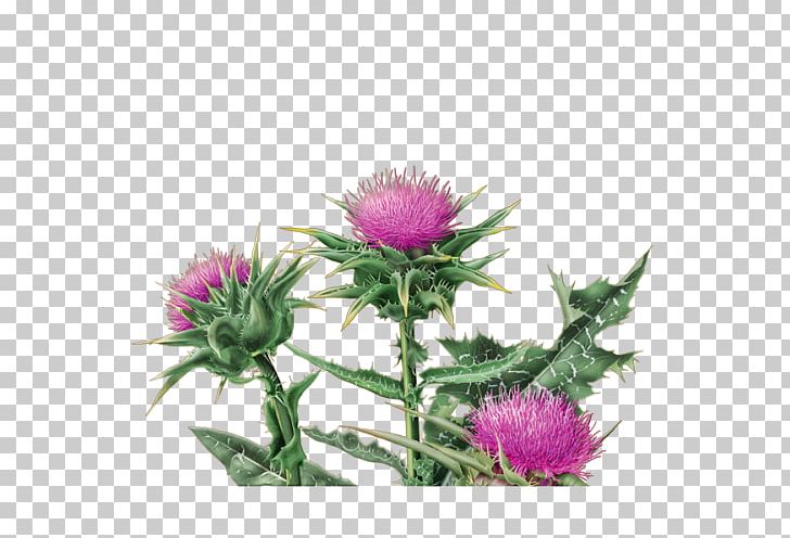 Herbal Tea Milk Thistle Organic Food PNG, Clipart, Annual Plant, Artichoke Thistle, Aster, Camellia Sinensis, Cynara Free PNG Download