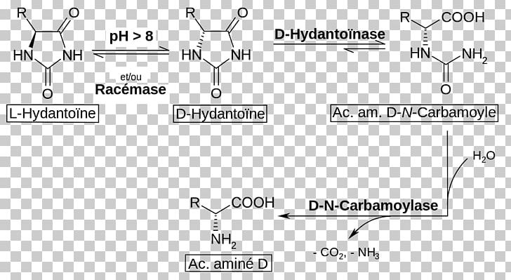 Racemization Amino Acid Dating Hydantoin PNG, Clipart, Acid, Amine, Amino Acid, Amino Acid Dating, Angle Free PNG Download