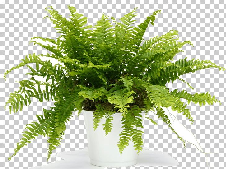 Sword Fern Houseplant Plants Viper's Bowstring Hemp PNG, Clipart,  Free PNG Download