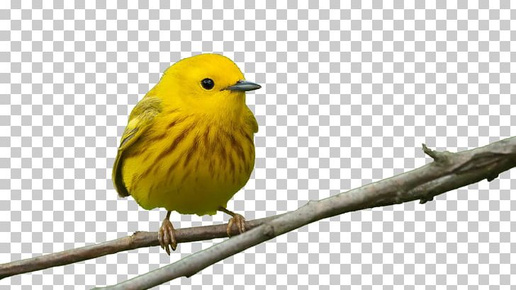 Bird Feeders Beak Window Finch PNG, Clipart, Acrylic Paint, Beak, Bird, Bird Feeders, Branch Free PNG Download