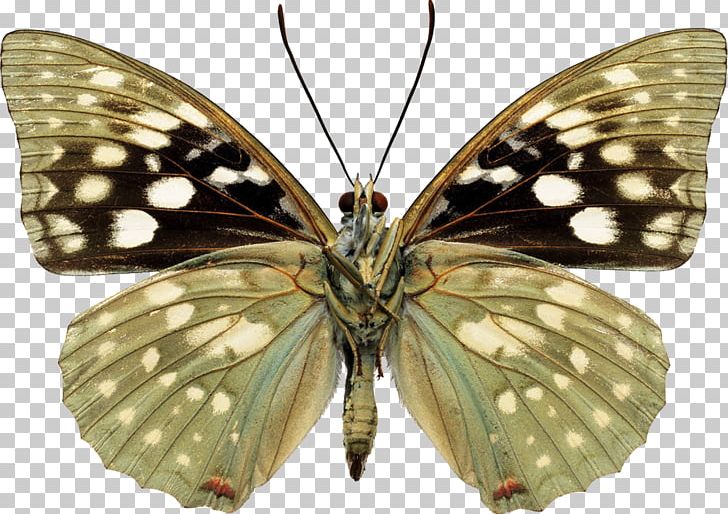 Butterfly Color Photography Sasakia Charonda PNG, Clipart, Arthropod, Brush Footed Butterfly, Butterflies, Butterfly, Color Free PNG Download