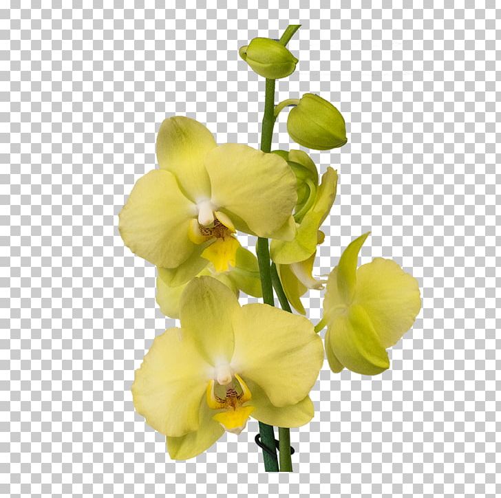 Moth Orchids Cut Flowers Plant Gayfeather PNG, Clipart, Cut Flowers, Flower, Flowering Plant, Food Drinks, Gayfeather Free PNG Download