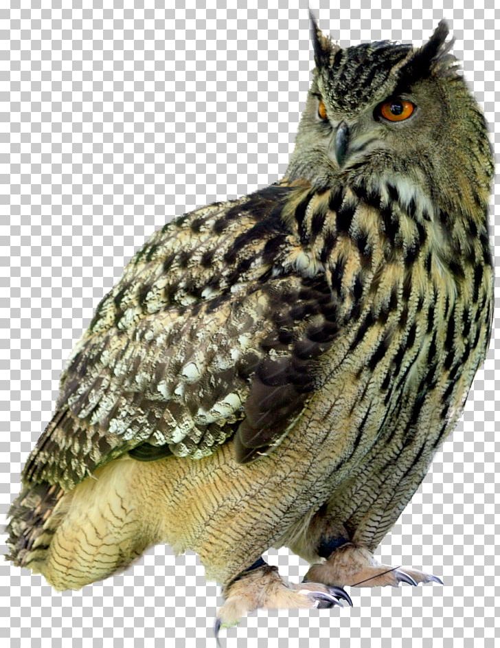 Barred Owl Bird Of Prey Great Horned Owl PNG, Clipart, Animals, Barred Owl, Beak, Bird, Bird Of Prey Free PNG Download