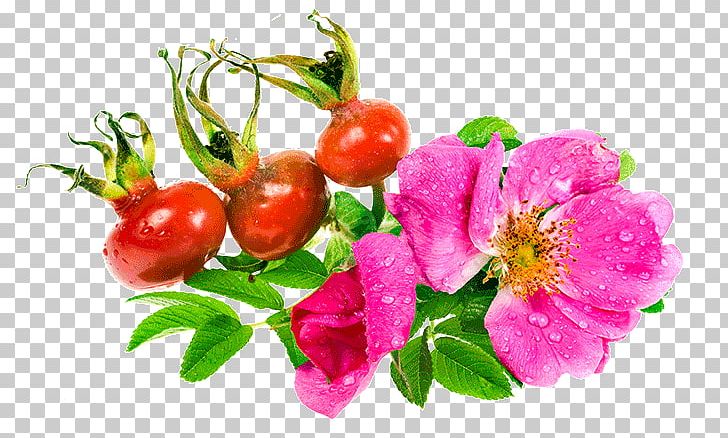 Beach Rose Rose Hip Seed Oil Rosa Villosa PNG, Clipart, Beach Rose, Blossom, Dogrose, Floral Design, Flower Free PNG Download