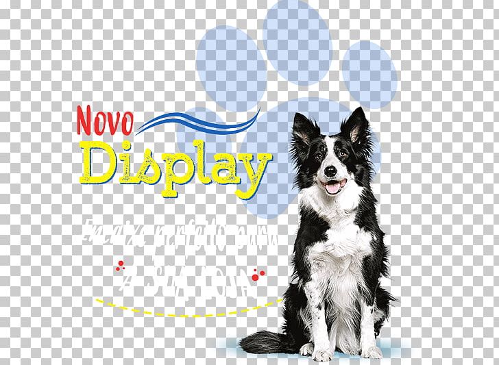 Border Collie Rough Collie Puppy Australian Cattle Dog Border Terrier PNG, Clipart, Animals, Australian Cattle Dog, Border Collie, Border Terrier, Breed Free PNG Download