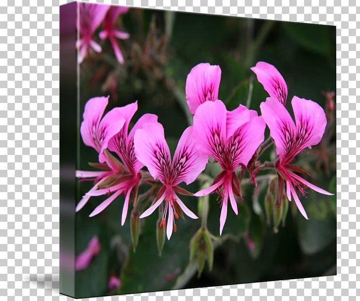 Crane's-bill Pink M Annual Plant Family Close-up PNG, Clipart, Annual Plant, Candy In Kind, Closeup, Cranesbill, Family Free PNG Download