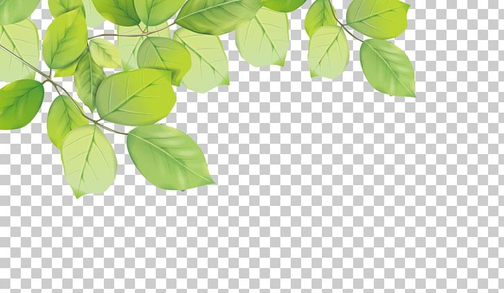 Leaf PNG, Clipart, Branch, Christmas Decoration, Decoration, Designer, Download Free PNG Download