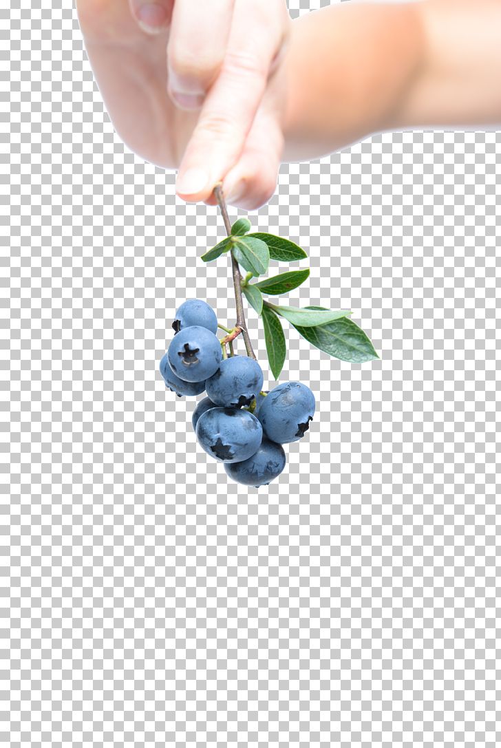 Blueberry Breakfast Fruit PNG, Clipart, Antioxidant, Berry, Bilberry, Blueberries, Blueberry Free PNG Download