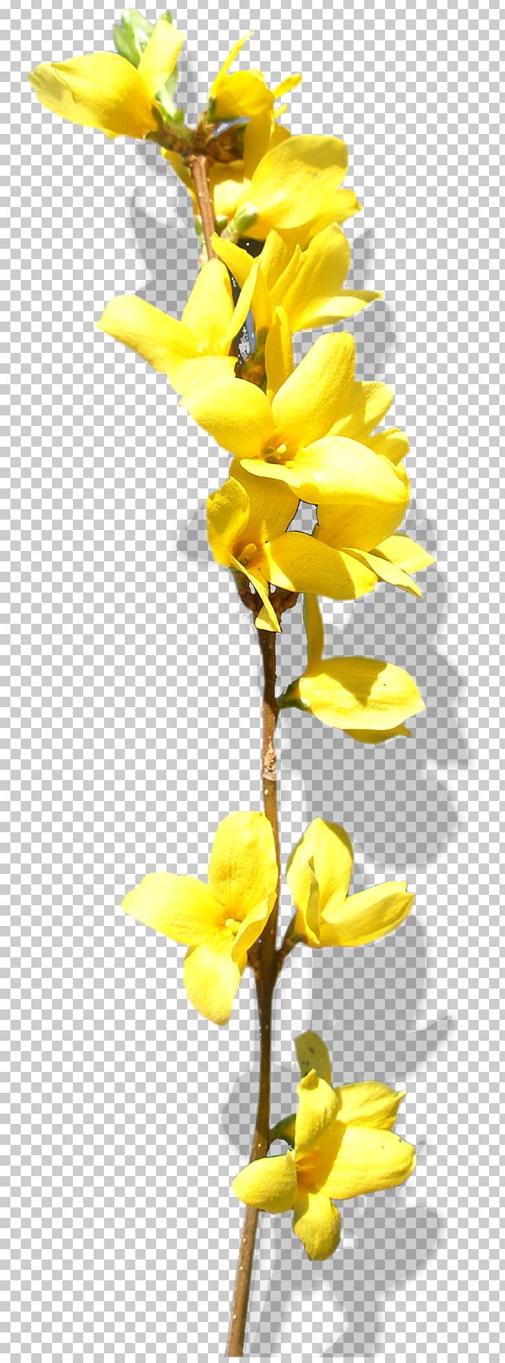 Cut Flowers Chimonanthus Praecox Yellow PNG, Clipart, Blog, Branch, Chimonanthus Praecox, Computer Icons, Cut Flowers Free PNG Download