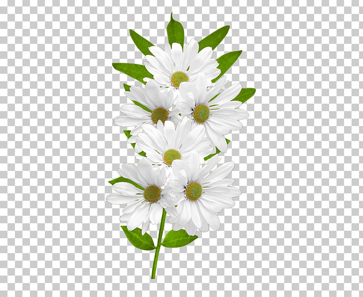 Flower Common Daisy PNG, Clipart, Art White, Chrysanths, Clipart, Clip Art, Color Free PNG Download