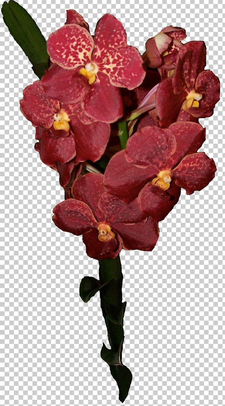 Flower Plant Ascocenda Singapore Orchid Moth Orchids PNG, Clipart, Ascocenda, Cut Flowers, Flower, Flowering Plant, Magenta Free PNG Download